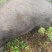 生态散养黑土猪