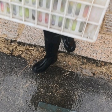 苹果鲁丽红苹果八号青红苹果苹果产地山东临沂
