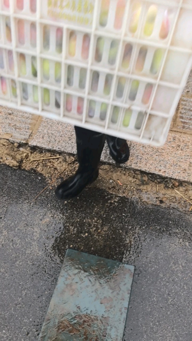 苹果鲁丽红苹果八号青红苹果苹果产地山东临沂