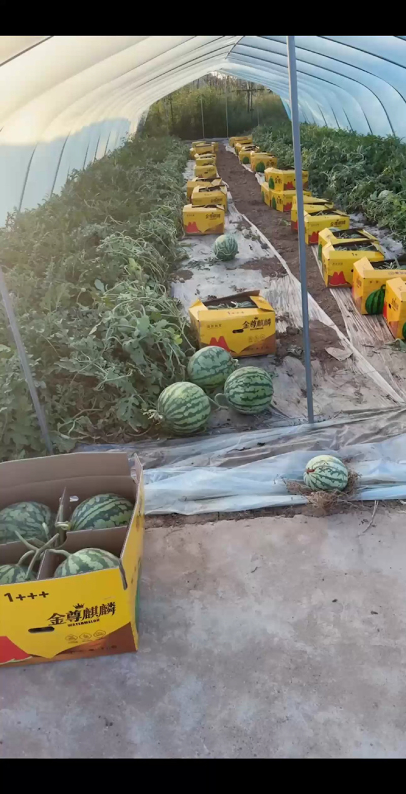 精品美都麒麟西瓜一手货源产地直发支持视频看货