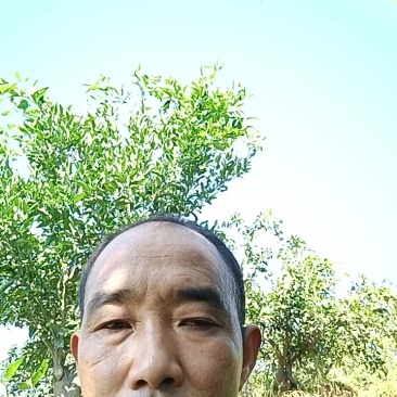 【热卖】四川蒲江红心猕猴桃奇异果货源充足对接全国客商电联