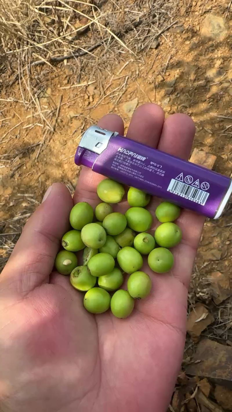 出售双仁药用酸枣。出仁率特高。欢迎全国各地老板参观