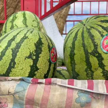 宁夏中卫石头瓜大量上市甜度14➕货好价格便宜全国代发