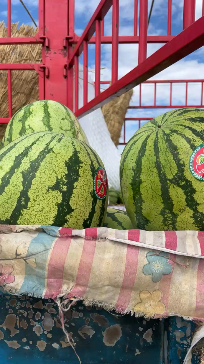 宁夏中卫石头瓜大量上市甜度14➕货好价格便宜全国代发