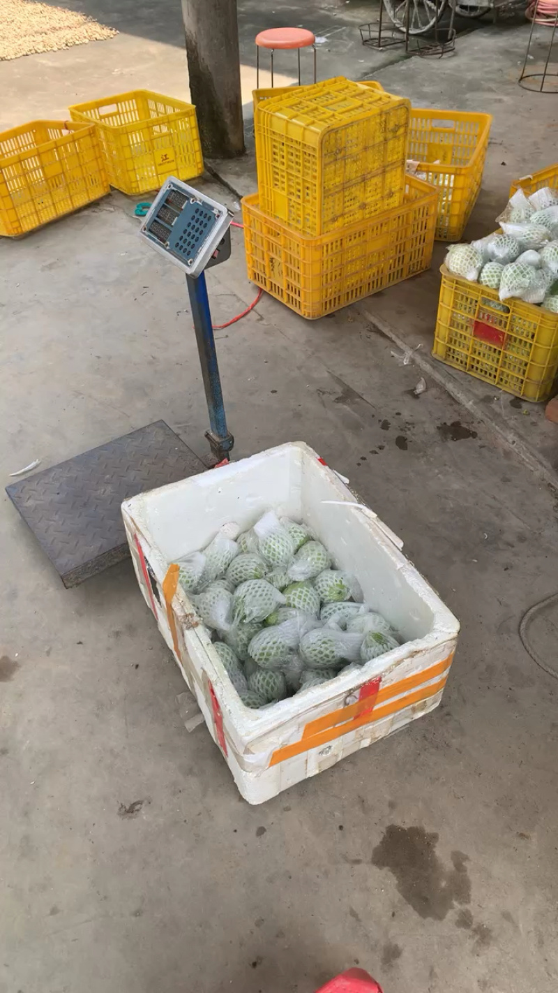 番石榴西瓜红芭乐