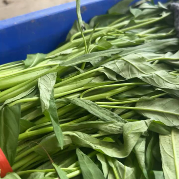 西安市大棚头茬精品竹叶空心菜