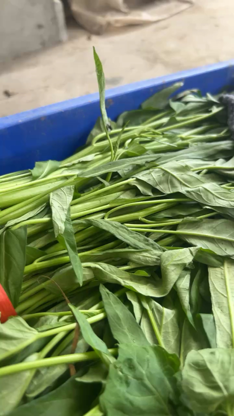 西安市大棚头茬精品竹叶空心菜