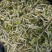 老树牡丹新茶优质茶品品味好茶支持一件代发