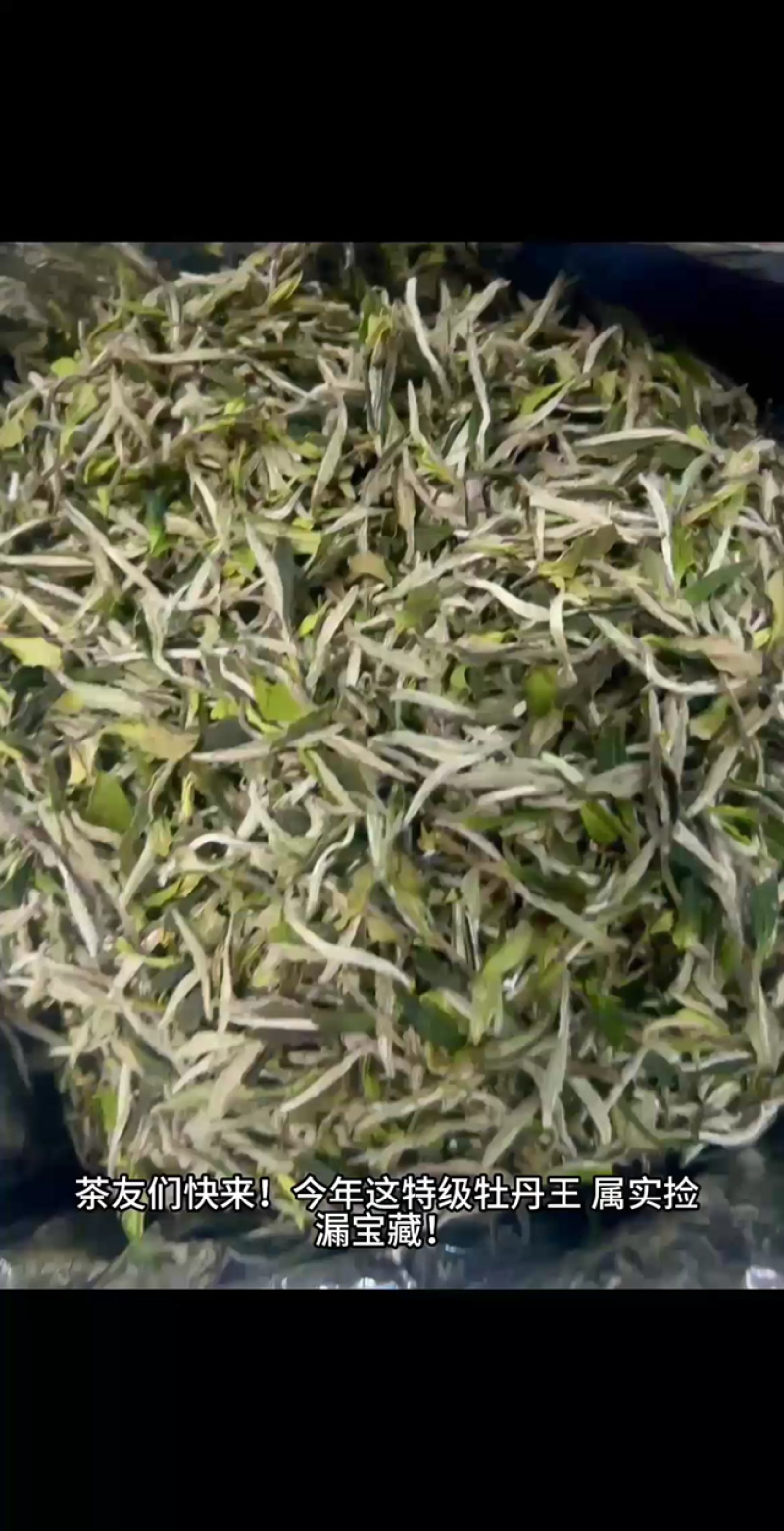 老树牡丹新茶优质茶品品味好茶支持一件代发