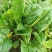 大叶菠菜20~25厘米