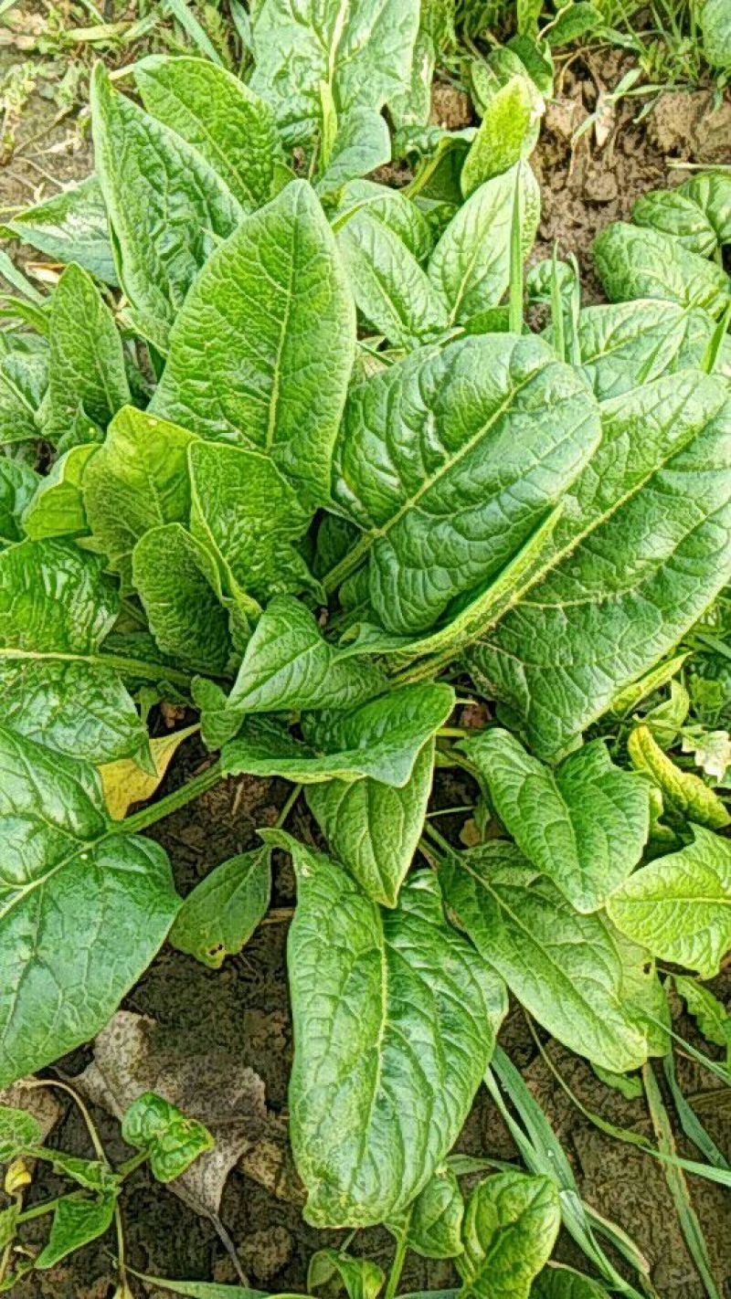 大叶菠菜20~25厘米