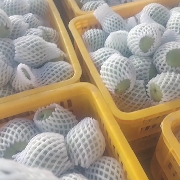 番石榴品质保证服务周到产地直发价格美丽欢迎联系