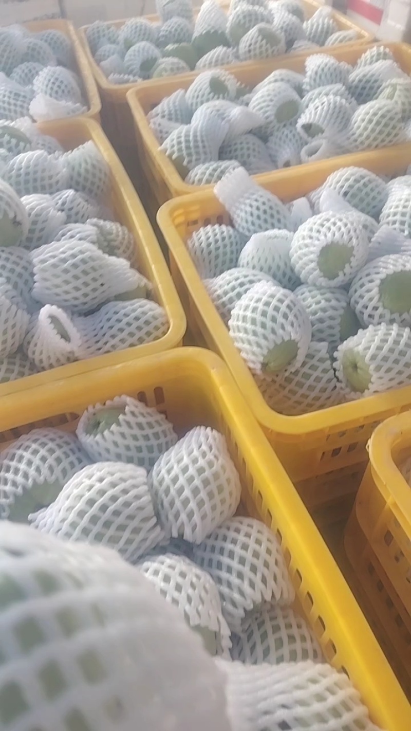 番石榴品质保证服务周到产地直发价格美丽欢迎联系