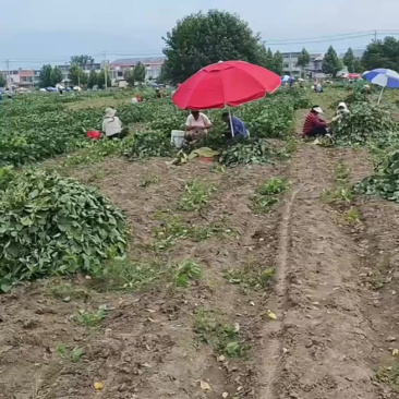 【推荐】安徽阜南翠绿宝毛豆籽粒饱满口感清甜大量上市