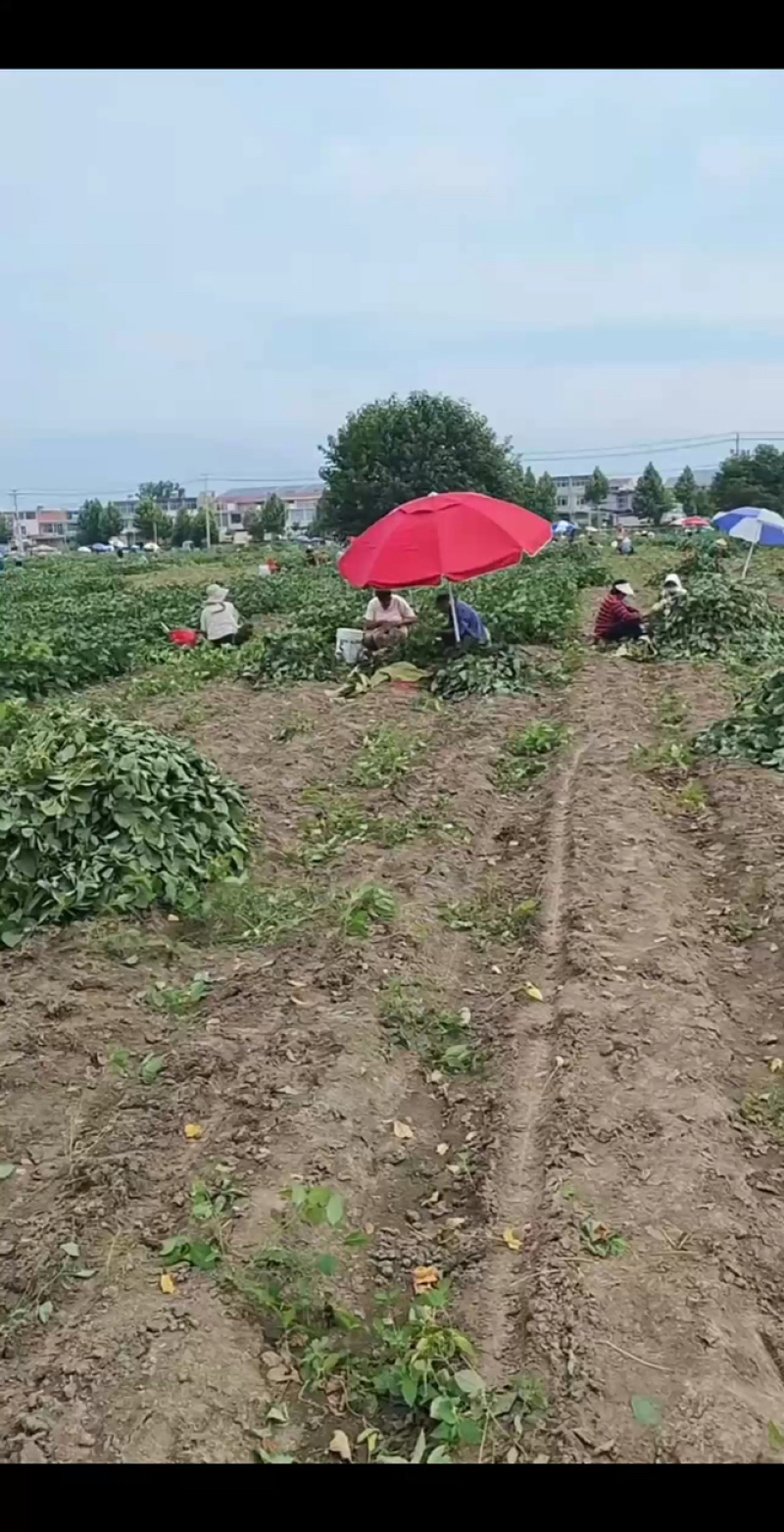 【推荐】安徽阜南翠绿宝毛豆籽粒饱满口感清甜大量上市