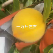 【推荐】精品黄毛桃口感香甜规格齐全价格好对全国