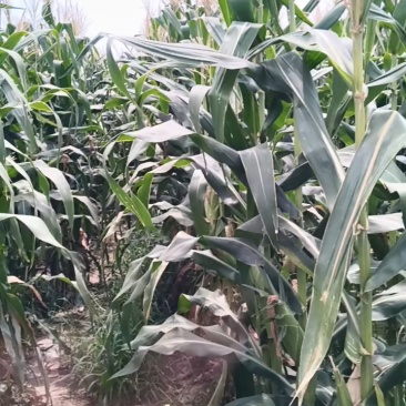 陕西临潼新丰太阳花水果玉米种植基地