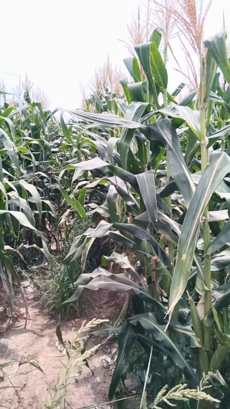 陕西临潼新丰太阳花水果玉米种植基地