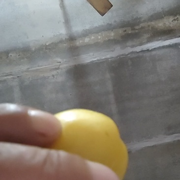 金西梅