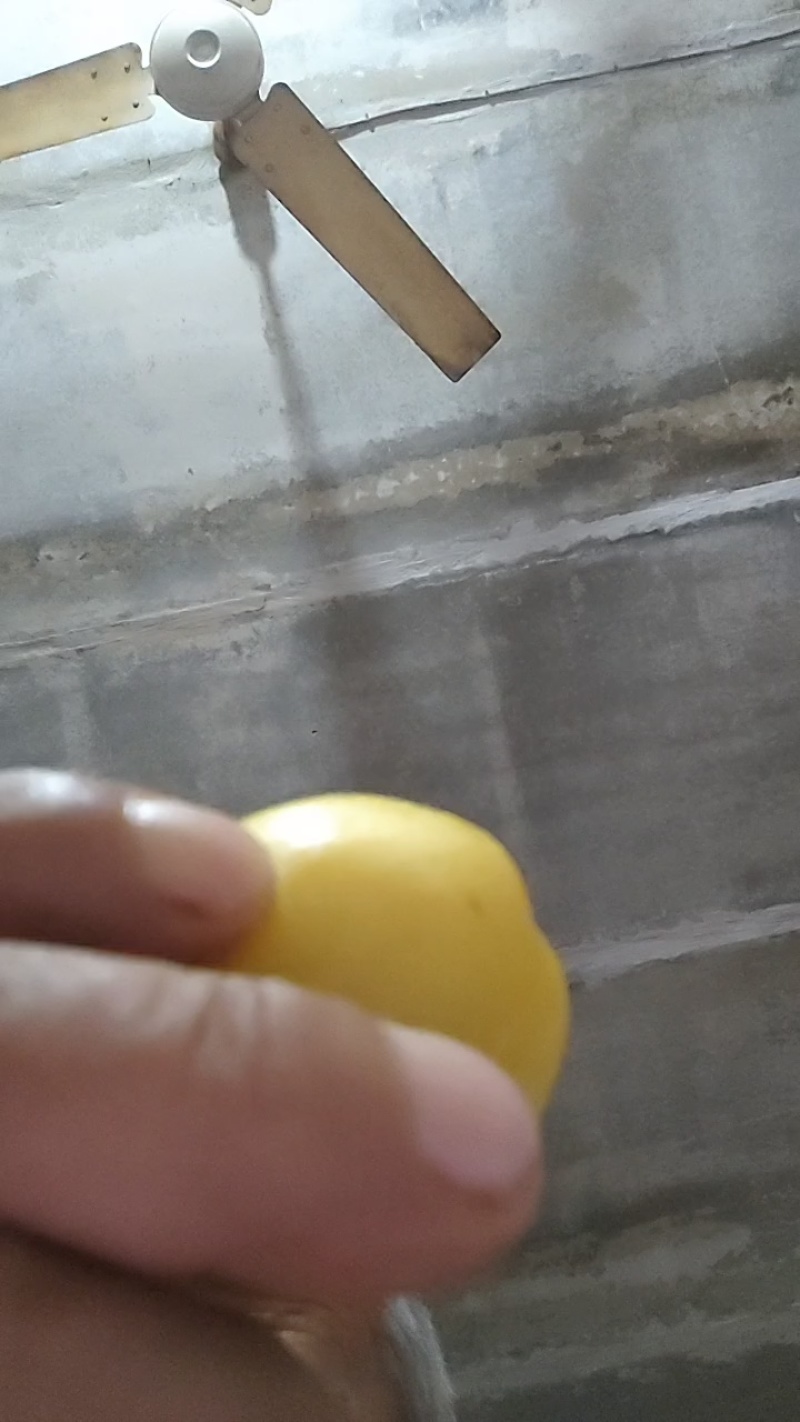 金西梅