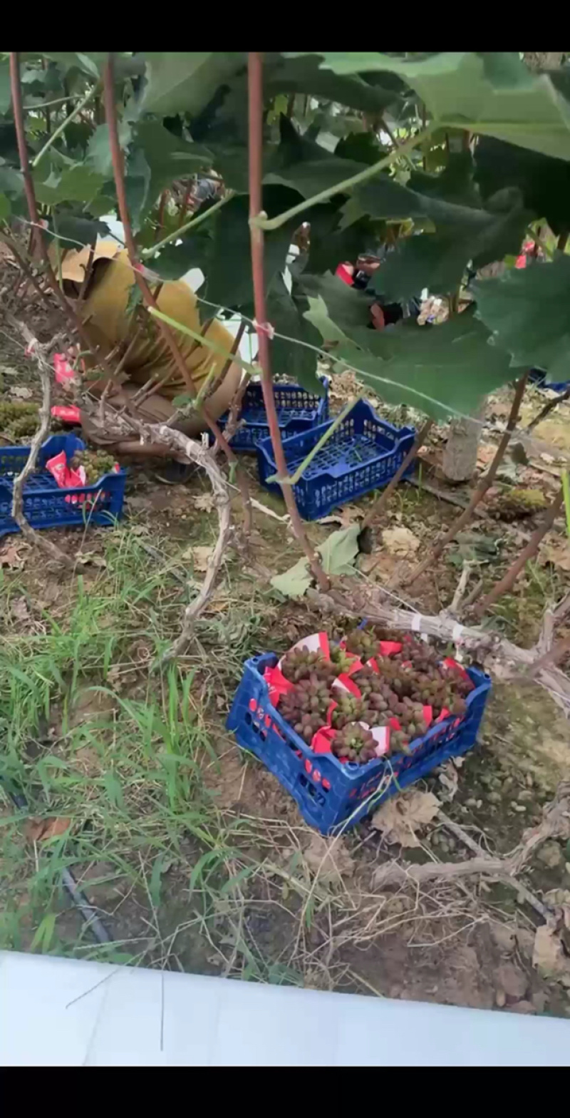 山东产地精品茉莉香葡萄大量有货口感香甜
