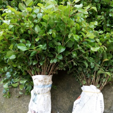 马甲子30~50cm