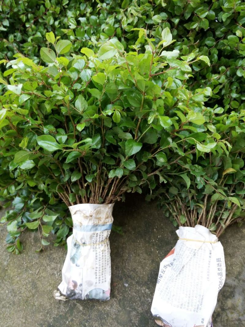 马甲子30~50cm