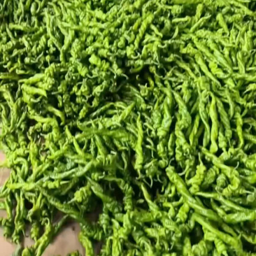 【推荐】山东费县螺丝椒，产地直发对接电商市场商超