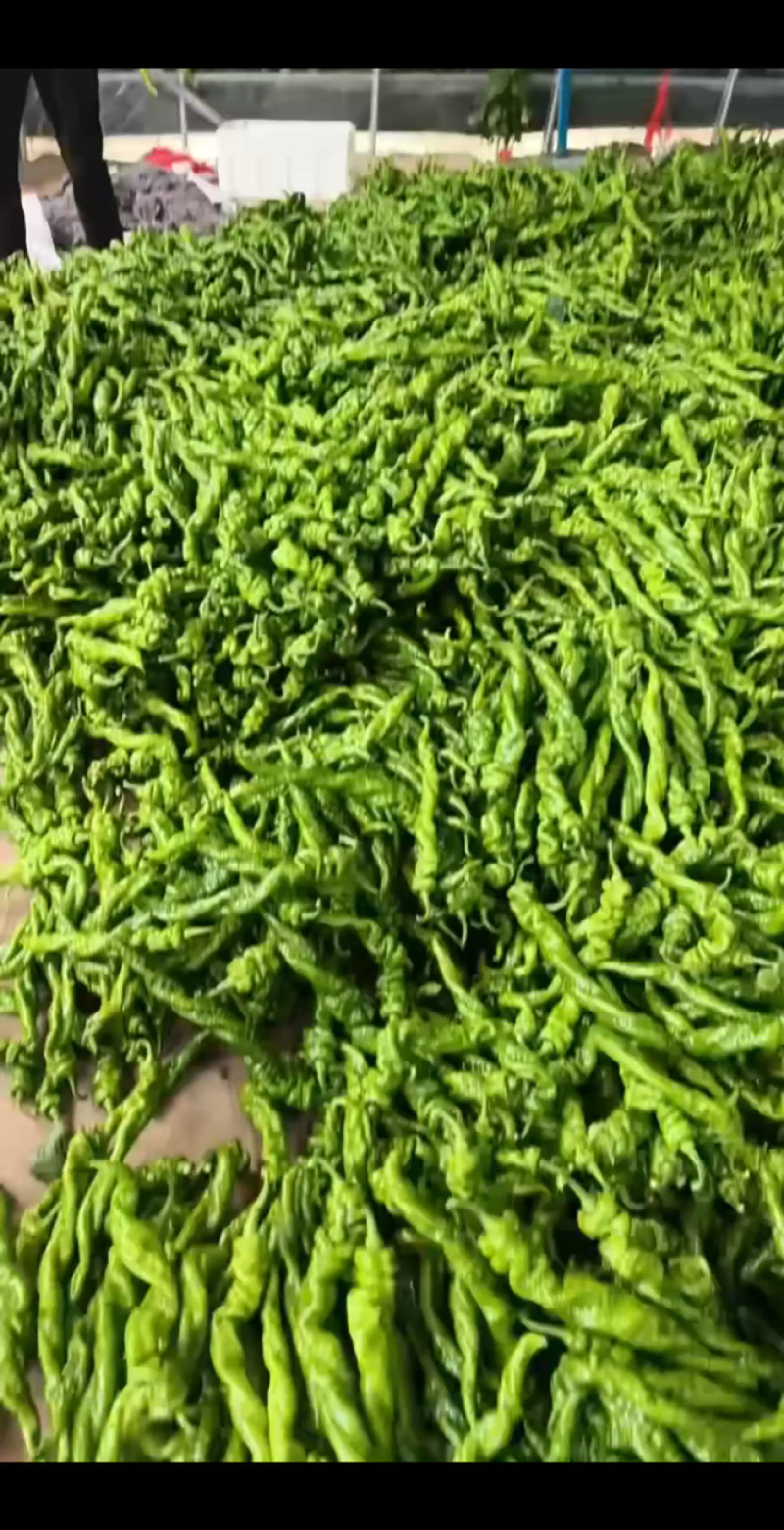 【推荐】山东费县螺丝椒，产地直发对接电商市场商超