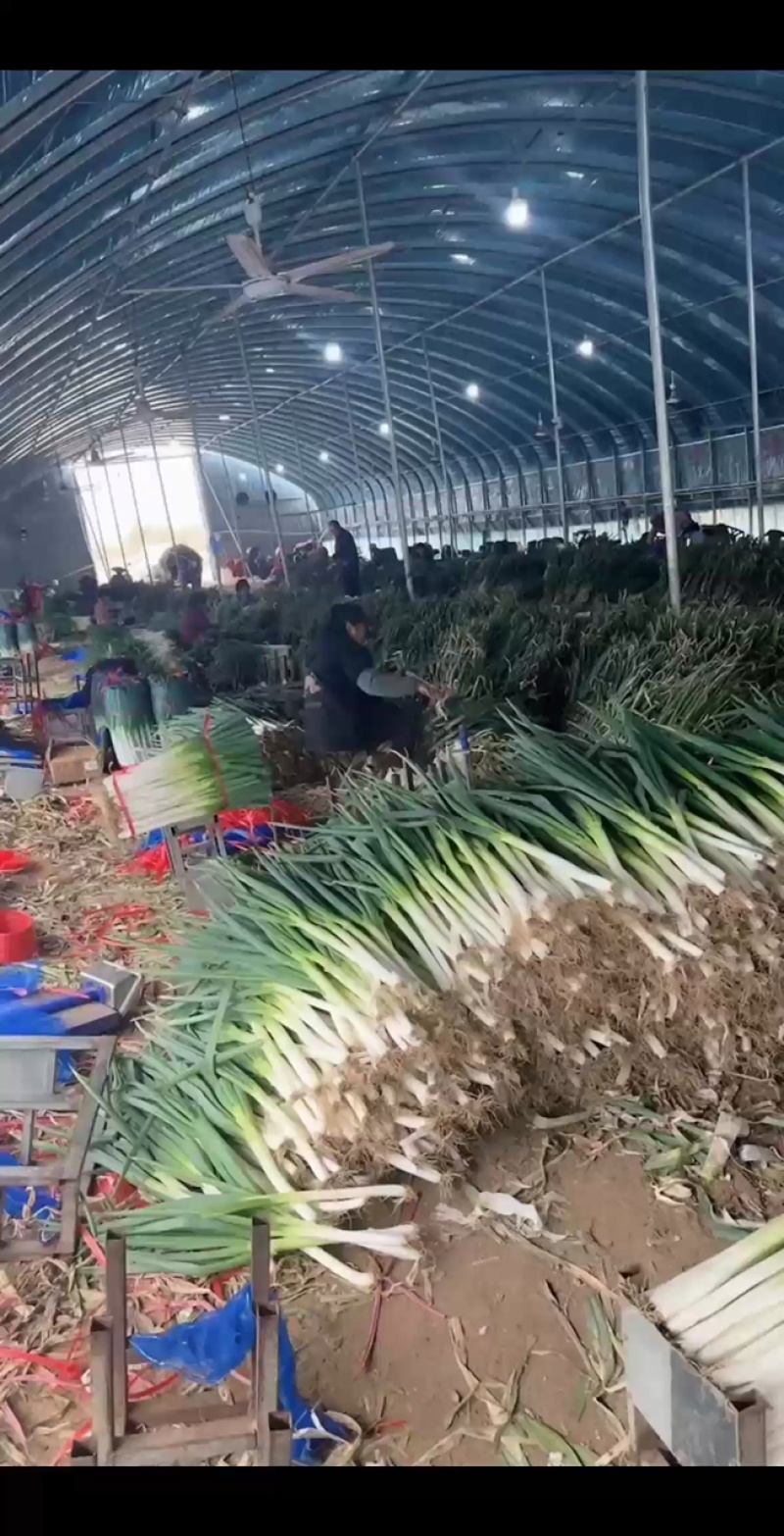 精品大葱大葱长白铁杆大葱自有葱场一手货源