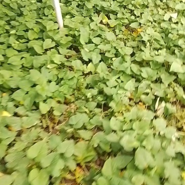 【品质保障】河南红薯尖番薯叶量大优惠对接批发电商商超