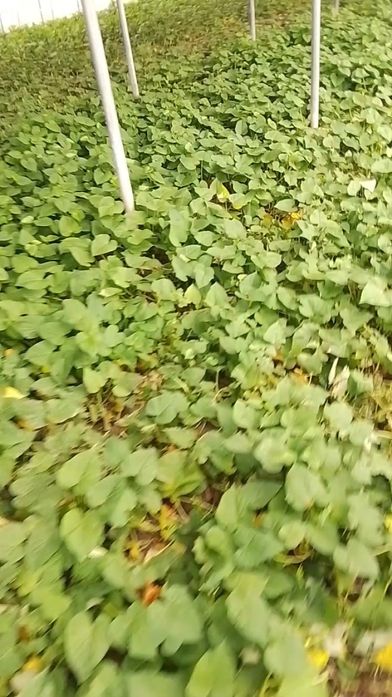 【品质保障】河南红薯尖番薯叶量大优惠对接批发电商商超