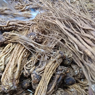 甘肃当归干货药性韩走货全国规格齐全价格美丽欢迎询价