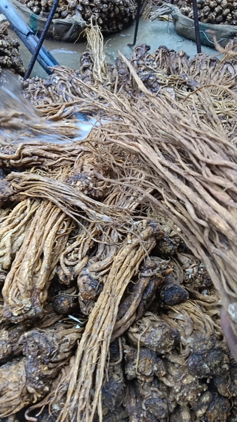 甘肃当归干货药性韩走货全国规格齐全价格美丽欢迎询价
