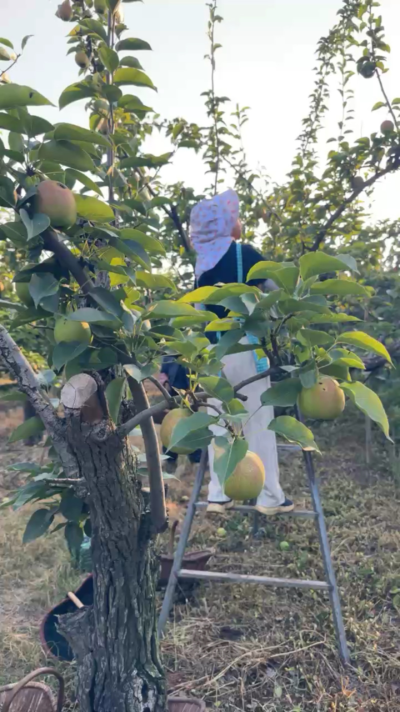 果园现摘现采，客商装货中