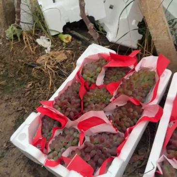 山东产地精品茉莉香葡萄大量有货口感香甜