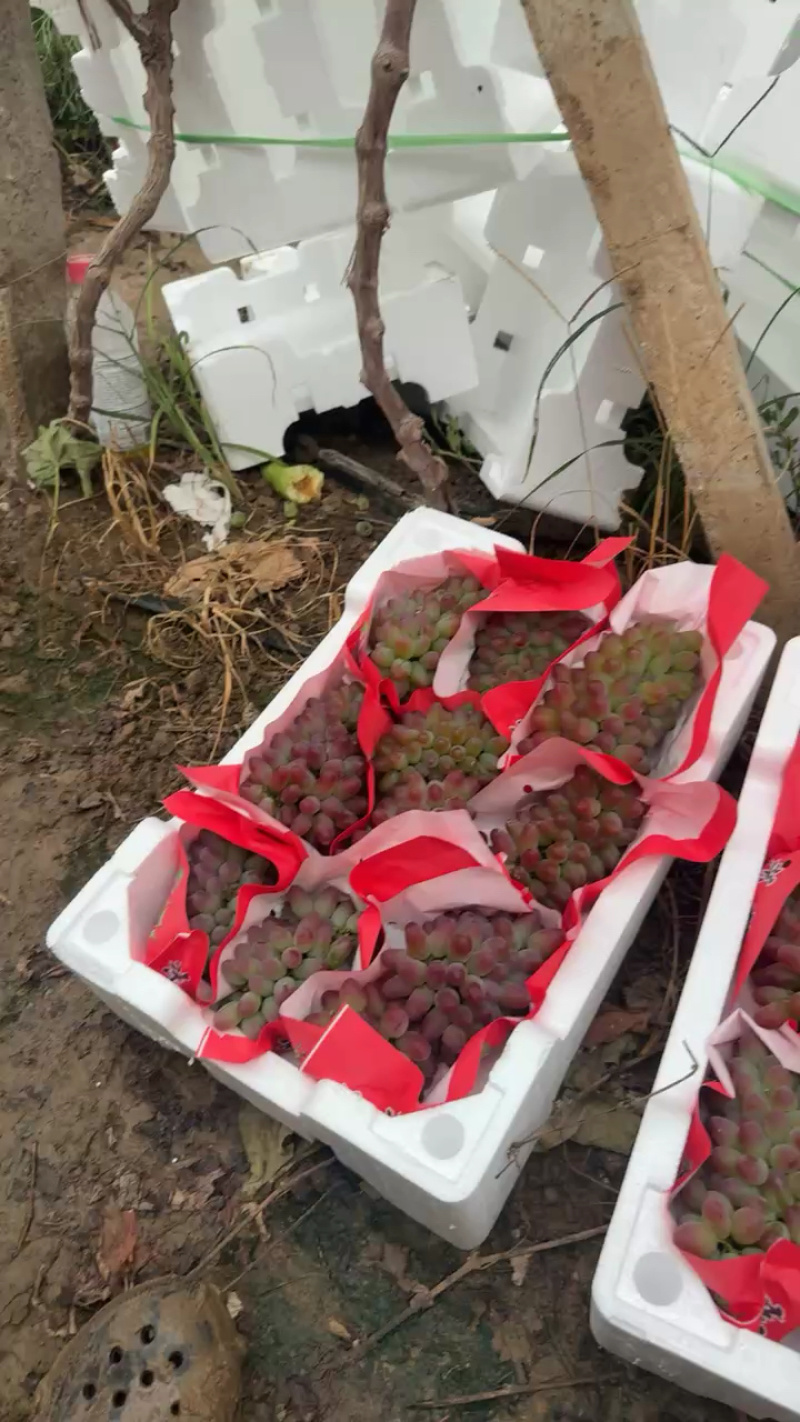 山东产地精品茉莉香葡萄大量有货口感香甜