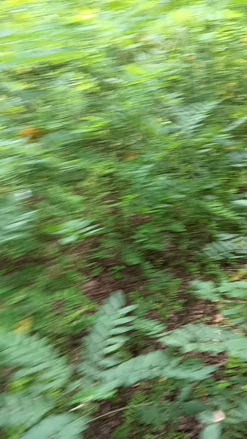 营养杯体紫穗槐苗/基地直发/对接全国采购商