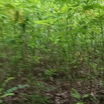 紫穗槐对接工程建设认可度高欢迎采购商采购