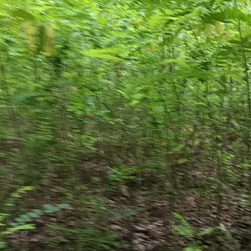 紫穗槐对接工程建设认可度高欢迎采购商采购