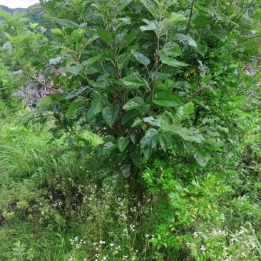 霜桑叶
