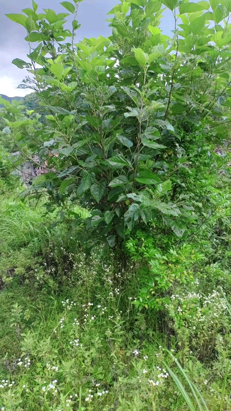 霜桑叶