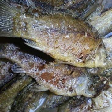 白鲫食用