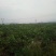 珍珠番石榴70~80mm/每天现摘现发
