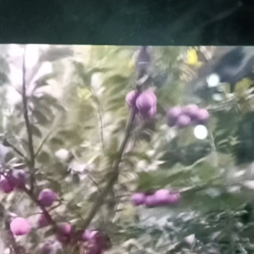芙蓉李