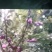 芙蓉李