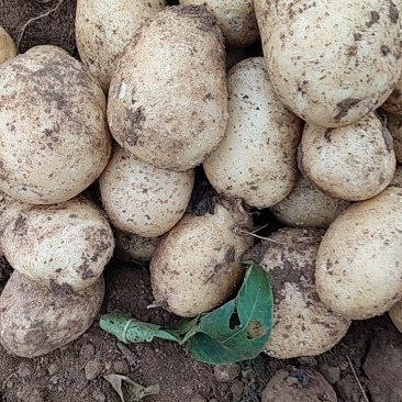沃土5号土豆黄心土豆三量通天质量很好，有老板订购与我联系