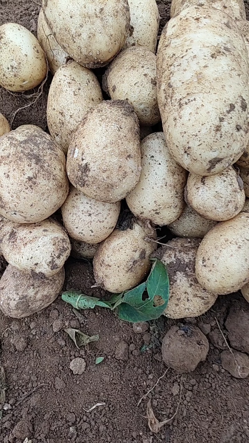 沃土5号土豆黄心土豆三量通天质量很好，有老板订购与我联系