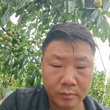 大荔冬枣！产地直供！