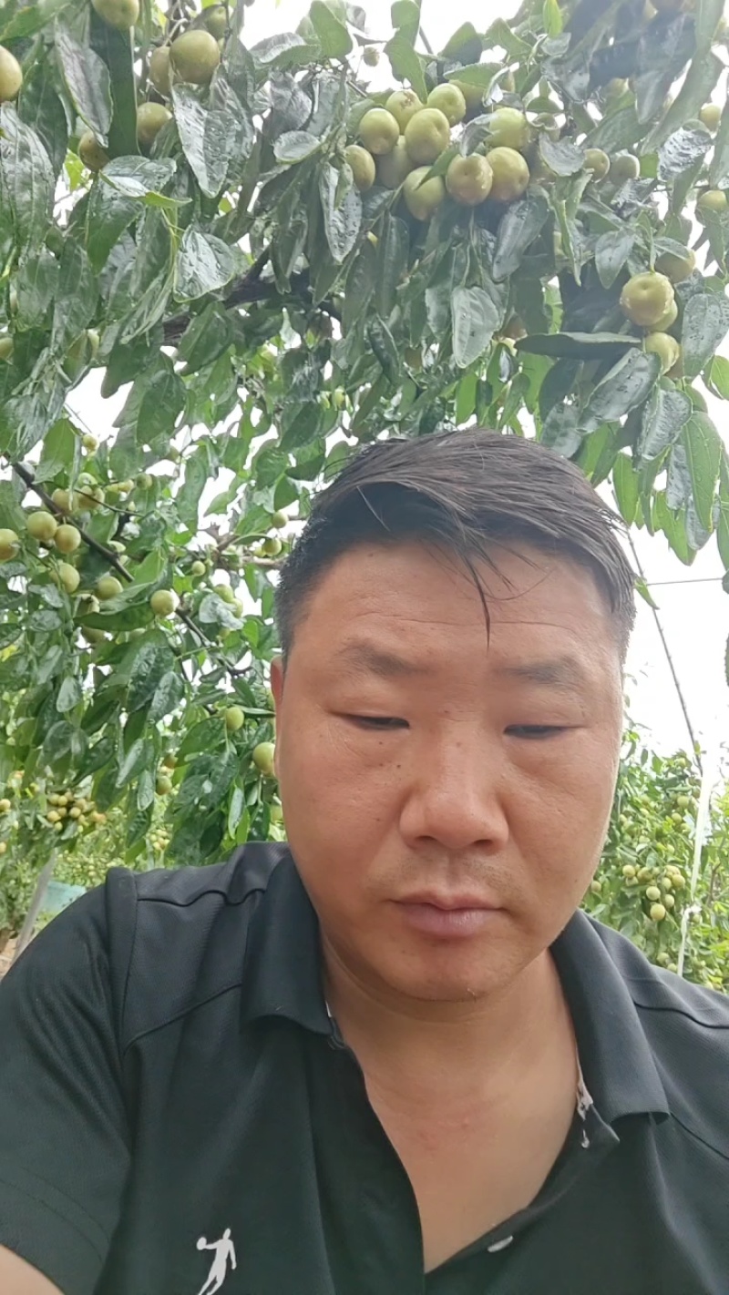 大荔冬枣！产地直供！